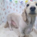 아지양이 펫샵 이미지