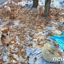 강아지톡 이미지