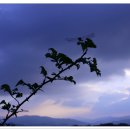 상애농장 이미지