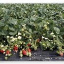 한절농장 이미지