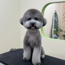 아워퍼피 | [부천 중동 애견미용] 롯데백화점 쇼핑 전 필수 코스! 가위컷 잘하는곳 BEST 3