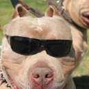 top dog 이미지