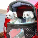 개린이집 이미지