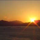 오동나무 이미지