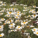 쑥부쟁이 이미지