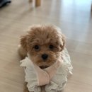 봉이네 애견미용 이미지