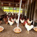 산마을 양계장 이미지