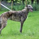 도그아일랜드 이미지