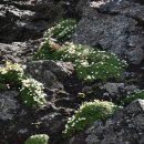 작은나무 이미지