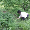 밤산농원 이미지