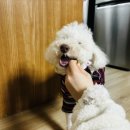 구르미맘마 이미지