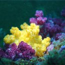 제주연안 연산호 군락지 이미지