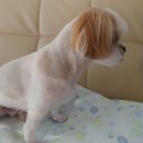 꼬마애견샵 이미지