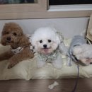 인천강아지분양 판도라독 가정분양 이미지