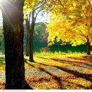 사랑의 노래 이미지