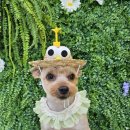 땡글땡굴 이미지