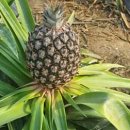 동백커피 이미지