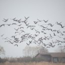 두루미네 이미지