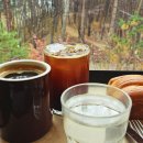 소나무 숲 리조트 | [양양 가볼만한곳] 소나무 숲속 완벽한 힐링 북카페, 솔향기언덕 '카페 로그(Cafe Log)' 방문 후기