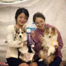 골든베릴셀티 이미지