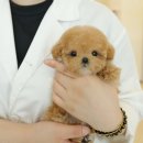 비비몽 대구강아지분양 미용호텔 | 대구강아지분양 설레는 매일