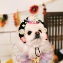 부산애견호텔 강아지유치원 맘바이 사하구점 | [ 사하구애견호텔 추천 ] 부산애견호텔 강아지유치원 맘바이 사하구점에서 힐링하기♡