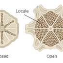 The morphology of Lithops (리톱스의 형태) 이미지