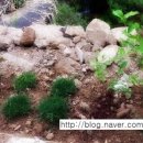 보리수 산장 이미지