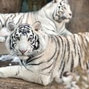 백호환경 이미지