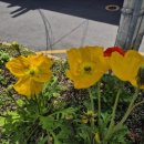 호노래연습장 이미지