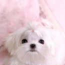 펫타운 네이버블로그