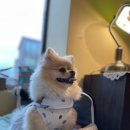 몽슈슈 강아지 이미지