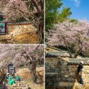 밀양향교작은도서관 | 경남 나들이 밀양 여행 가볼만한곳 밀양향교 매화 주차장