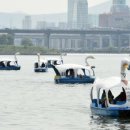 한강오리 이미지