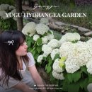유구읍사무소 | 공주 유구색동수국정원 여름 수국 여행지 수국개화