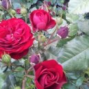 행복한 날 이미지