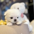 해피애견타운 강아지고양이 분당판교점 이미지