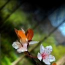 치소우 다이닝 이미지