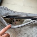 [포인핸드 입양후기] 저에게 가족이 생겼습니다.!