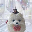 마리애견 이미지