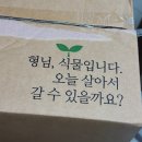 [갑조네] 무화과묘목, 여우구슬 필란서스 구매후기 | 초보식집사 식물쇼핑 베란다꾸미기