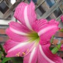 에스텔라 이미지