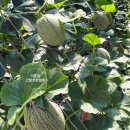 이훈농장 이미지