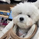 이스타항공 강아지 동반 탑승 온라인 예약 가능해졌어요