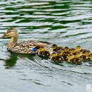 나들이 일식 이미지