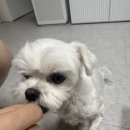 홍이삼이네 이미지