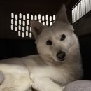 이레네 강아지 | 강아지쿨링방석으로 더위 탈출! 반려동물 쿨매트 내돈내산 리뷰