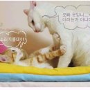 아니당
