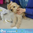 수지동물의료원 네이버블로그