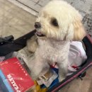 킨텍스꿈동물병원 | 일산 킨텍스 펫페어 참가업체 구매후기 사전등록 무료입장 주차할인 꿀팁 게임부스